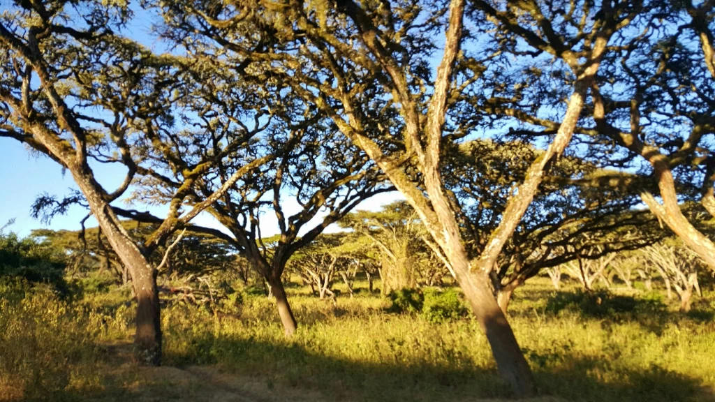 20150816_174643_resized