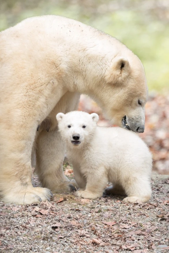 oursepolaire1_photo Michel Foos_Zoo de Mulhouse