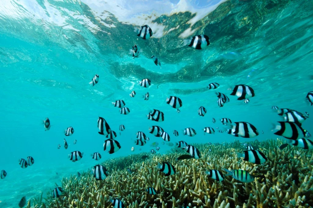 GLM_Underwater Shot