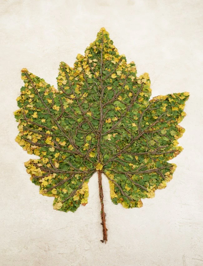 OEUVRES_Chardonnay Leaf.jpg