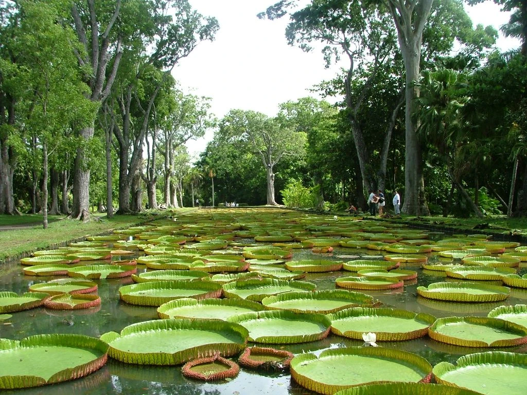 LOTUS